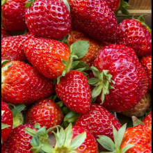 Полуниця Дарселект (рання) | Fragaria ananassa Darselect (early) | Клубника Дарселект (ранняя)