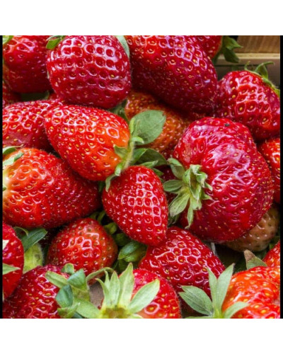Полуниця Дарселект (рання) | Fragaria ananassa Darselect (early) | Клубника Дарселект (ранняя)