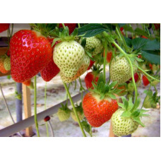 Полуниця Дарселект (рання) | Fragaria ananassa Darselect (early) | Клубника Дарселект (ранняя)