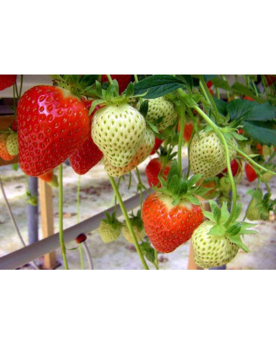 Полуниця Дарселект (рання) | Fragaria ananassa Darselect (early) | Клубника Дарселект (ранняя)