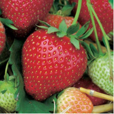 Полуниця Дарселект (рання) | Fragaria ananassa Darselect (early) | Клубника Дарселект (ранняя)