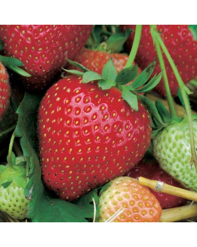 Полуниця Дарселект (рання) | Fragaria ananassa Darselect (early) | Клубника Дарселект (ранняя)