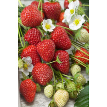Полуниця Мурано | Fragaria ananassa Murano | Клубника Мурано