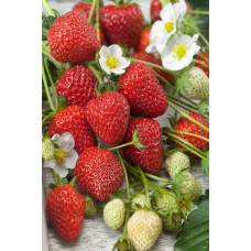 Полуниця Мурано | Fragaria ananassa Murano | Клубника Мурано