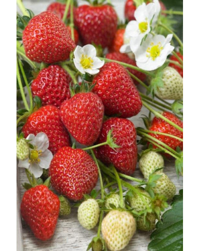 Полуниця Мурано | Fragaria ananassa Murano | Клубника Мурано