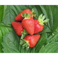 Полуниця Мурано | Fragaria ananassa Murano | Клубника Мурано