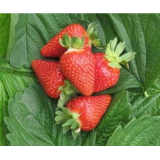 Полуниця Мурано | Fragaria ananassa Murano | Клубника Мурано