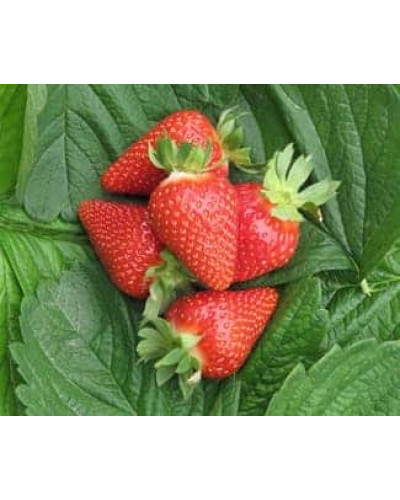 Полуниця Мурано | Fragaria ananassa Murano | Клубника Мурано