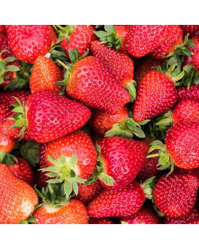 Полуниця Мурано | Fragaria ananassa Murano | Клубника Мурано