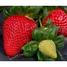 Полуниця Мурано | Fragaria ananassa Murano | Клубника Мурано