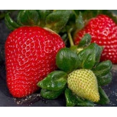 Полуниця Мурано | Fragaria ananassa Murano | Клубника Мурано