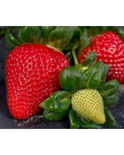Полуниця Мурано | Fragaria ananassa Murano | Клубника Мурано