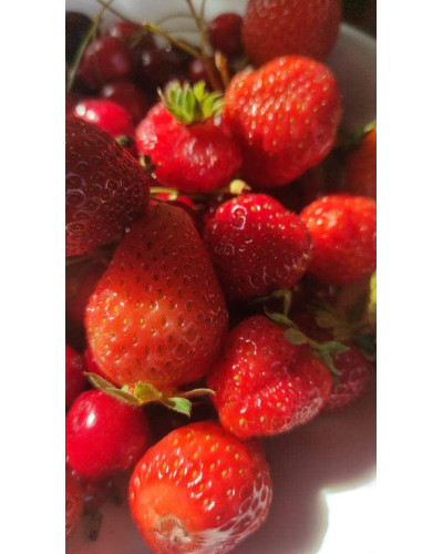 Полуниця Хоней | Fragaria ananassa Honey | Клубника Хоней