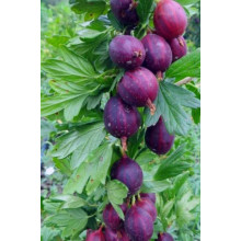 Агрус ‘Чорна Капля’ (чорний)|Ribes uva-crispa ‘Chorna Kaplya’|Крыжовник ‘Черная Капля’ (черный)
