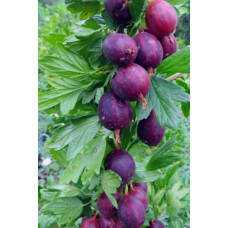 Агрус ‘Чорна Капля’ (чорний)|Ribes uva-crispa ‘Chorna Kaplya’|Крыжовник ‘Черная Капля’ (черный)