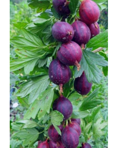 Агрус ‘Чорна Капля’ (чорний)|Ribes uva-crispa ‘Chorna Kaplya’|Крыжовник ‘Черная Капля’ (черный)