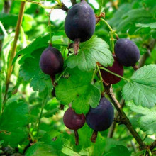 Агрус ‘Чорна Капля’ (чорний)|Ribes uva-crispa ‘Chorna Kaplya’|Крыжовник ‘Черная Капля’ (черный)