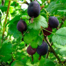Агрус ‘Чорна Капля’ (чорний)|Ribes uva-crispa ‘Chorna Kaplya’|Крыжовник ‘Черная Капля’ (черный)