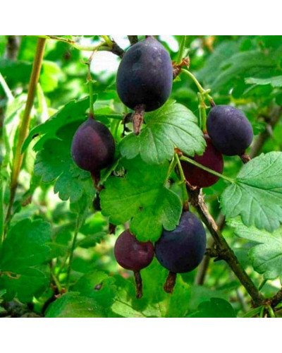 Агрус ‘Чорна Капля’ (чорний)|Ribes uva-crispa ‘Chorna Kaplya’|Крыжовник ‘Черная Капля’ (черный)