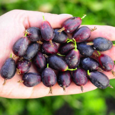Агрус ‘Чорна Капля’ (чорний)|Ribes uva-crispa ‘Chorna Kaplya’|Крыжовник ‘Черная Капля’ (черный)