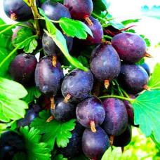 Агрус ‘Чорна Капля’ (чорний)|Ribes uva-crispa ‘Chorna Kaplya’|Крыжовник ‘Черная Капля’ (черный)