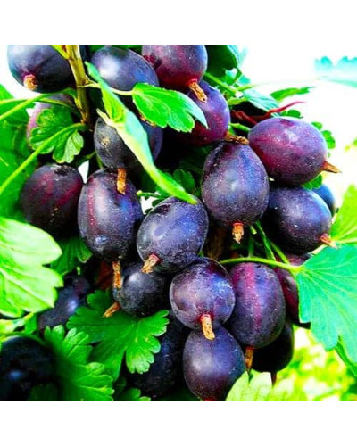 Агрус ‘Чорна Капля’ (чорний)|Ribes uva-crispa ‘Chorna Kaplya’|Крыжовник ‘Черная Капля’ (черный)