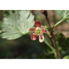 Агрус ‘Чорна Капля’ (чорний)|Ribes uva-crispa ‘Chorna Kaplya’|Крыжовник ‘Черная Капля’ (черный)