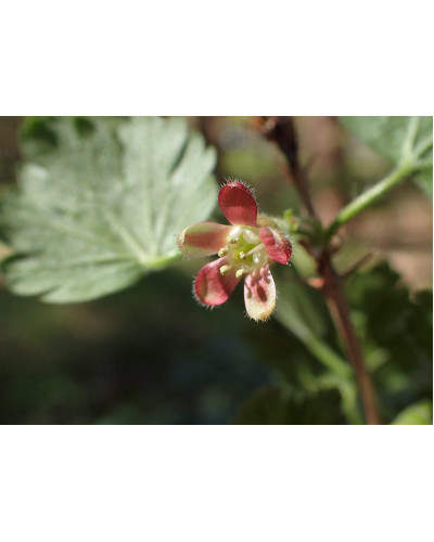 Агрус ‘Чорна Капля’ (чорний)|Ribes uva-crispa ‘Chorna Kaplya’|Крыжовник ‘Черная Капля’ (черный)
