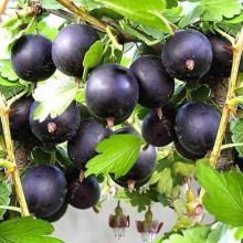 Агрус ‘Чорна Капля’ (чорний)|Ribes uva-crispa ‘Chorna Kaplya’|Крыжовник ‘Черная Капля’ (черный)