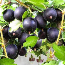 Агрус ‘Чорна Капля’ (чорний)|Ribes uva-crispa ‘Chorna Kaplya’|Крыжовник ‘Черная Капля’ (черный)