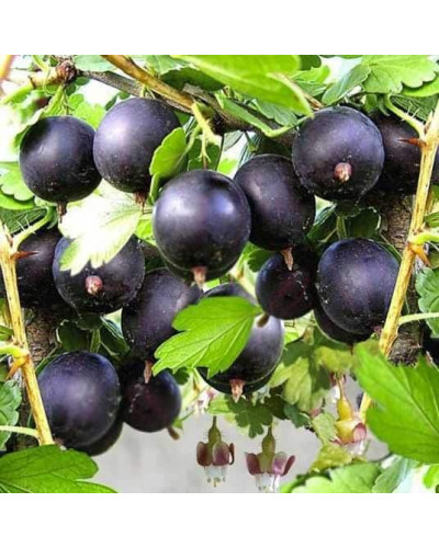 Агрус ‘Чорна Капля’ (чорний)|Ribes uva-crispa ‘Chorna Kaplya’|Крыжовник ‘Черная Капля’ (черный)