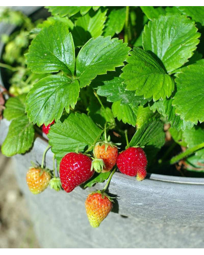 Суниця гібридна Ананасна | Fragaria Ananassa | Земляника гибридная Ананасная