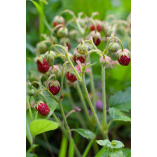 Суниця гібридна Мускатна | Fragaria Moschata | Земляника гибридная Мускатная