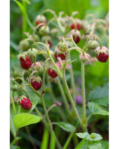Суниця гібридна Мускатна | Fragaria Moschata | Земляника гибридная Мускатная