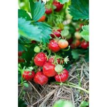 Суниця гібридна Мускатна | Fragaria Moschata | Земляника гибридная Мускатная