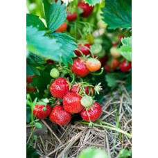 Суниця гібридна Мускатна | Fragaria Moschata | Земляника гибридная Мускатная