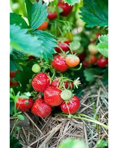 Суниця гібридна Мускатна | Fragaria Moschata | Земляника гибридная Мускатная
