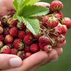 Суниця гібридна Мускатна | Fragaria Moschata | Земляника гибридная Мускатная