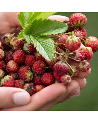 Суниця гібридна Мускатна | Fragaria Moschata | Земляника гибридная Мускатная
