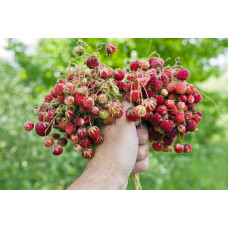 Суниця гібридна Мускатна | Fragaria Moschata | Земляника гибридная Мускатная