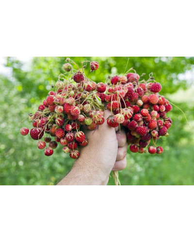 Суниця гібридна Мускатна | Fragaria Moschata | Земляника гибридная Мускатная