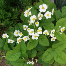 Суниця гібридна Мускатна | Fragaria Moschata | Земляника гибридная Мускатная