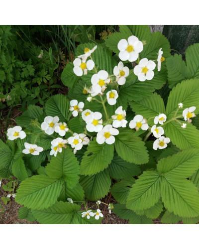 Суниця гібридна Мускатна | Fragaria Moschata | Земляника гибридная Мускатная