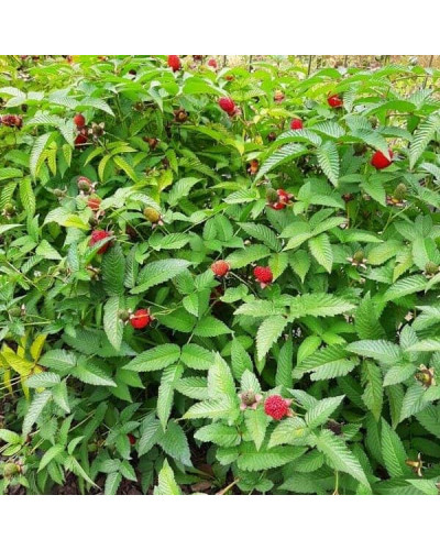 Тибетська малина / Малина трояндолиста Юстина | Rubus Illecebrosus Justina | Тибетская малина / Малина розолистная Юстина