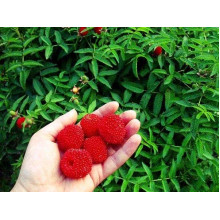 Тибетська малина / Малина трояндолиста Юстина | Rubus Illecebrosus Justina | Тибетская малина / Малина розолистная Юстина