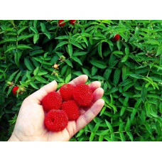 Тибетська малина / Малина трояндолиста Юстина | Rubus Illecebrosus Justina | Тибетская малина / Малина розолистная Юстина