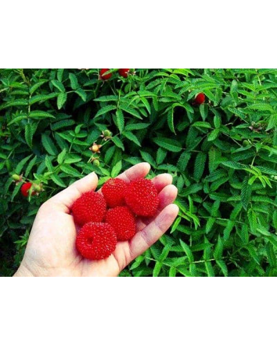 Тибетська малина / Малина трояндолиста Юстина | Rubus Illecebrosus Justina | Тибетская малина / Малина розолистная Юстина