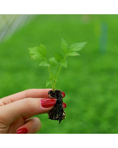 Тибетська малина / Малина трояндолиста Юстина | Rubus Illecebrosus Justina | Тибетская малина / Малина розолистная Юстина