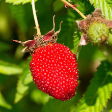 Тибетська малина / Малина трояндолиста Юстина | Rubus Illecebrosus Justina | Тибетская малина / Малина розолистная Юстина
