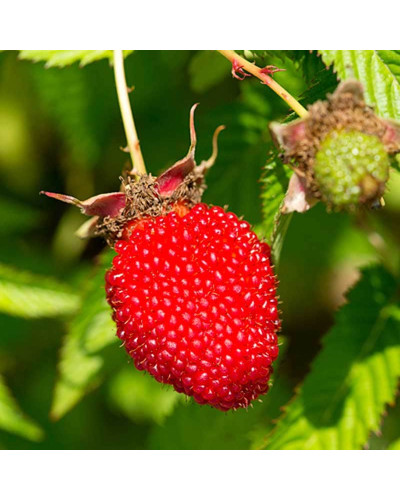 Тибетська малина / Малина трояндолиста Юстина | Rubus Illecebrosus Justina | Тибетская малина / Малина розолистная Юстина